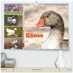Gänse, geselliges Federvieh (hochwertiger Premium Wandkalender 2026 DIN A2 quer), Kunstdruck in Hochglanz