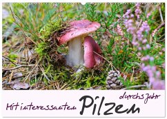 Cover Mit interessanten Pilzen durchs Jahr (Wandkalender 2026 DIN A2 quer), CALVENDO Monatskalender