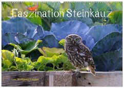 Faszination Steinkauz (Wandkalender 2026 DIN A2 quer), CALVENDO Monatskalender