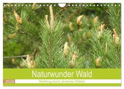 Naturwunder Wald (Wandkalender 2026 DIN A4 quer), CALVENDO Monatskalender