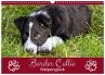 Border Collie - Welpenglück... - Bild 1
