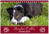 Border Collie - Welpenglück... - Bild 1