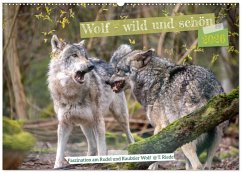 Wolf - wild und schön (Wandkalender 2026 DIN A2 quer), CALVENDO Monatskalender
