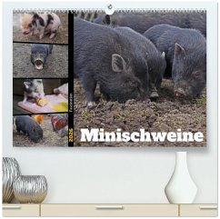Faszination Minischweine (hochwertiger Premium Wandkalender 2026 DIN A2 quer), Kunstdruck in Hochglanz Faszination Minischweine (hochwertiger Premium Wandkalender 2026 DIN A2 quer), Kunstdruck in Hochglanz