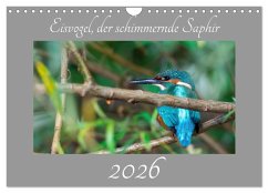 Eisvogel, der schimmernde Saphir (Wandkalender 2026 DIN A4 quer), CALVENDO Monatskalender Eisvogel, der schimmernde Saphir (Wandkalender 2026 DIN A4 quer), CALVENDO Monatskalender