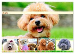 Pudel. Lustige Allrounder im Wollfell (Wandkalender 2026 DIN A2 quer), CALVENDO Monatskalender