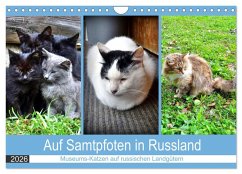Cover Auf Samtpfoten in Russland - Museums-Katzen auf russischen Landgütern (Wandkalender 2026 DIN A4 quer), CALVENDO Monatskalender