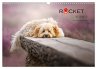 Rocket der Havaneser (Wandkalender 2026... - Bild 1