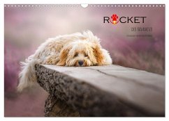 Rocket der Havaneser (Wandkalender 2026 DIN A3 quer), CALVENDO Monatskalender