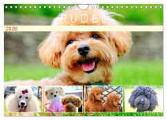 Pudel. Lustige Allrounder im Wollfell (Wandkalender 2026 DIN A4 quer), CALVENDO Monatskalender