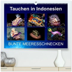 Tauchen in Indonesien - BUNTE MEERESSCHNECKEN (hochwertiger Premium Wandkalender 2026 DIN A2 quer), Kunstdruck in Hochglanz