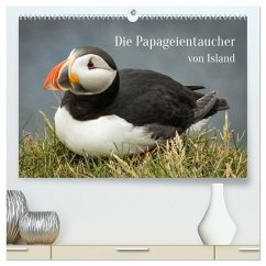 Die Papageientaucher von Island (hochwertiger Premium Wandkalender 2026 DIN A2 quer), Kunstdruck in Hochglanz