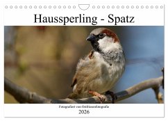 Haussperling - Spatz fotografiert von Ostfriesenfotografie (Wandkalender 2026 DIN A4 quer), CALVENDO Monatskalender