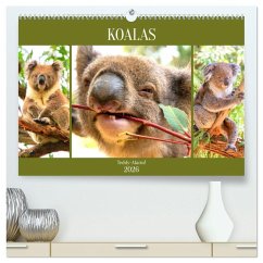 Koalas. Teddy-Alarm! (hochwertiger Premium Wandkalender 2026 DIN A2 quer), Kunstdruck in Hochglanz