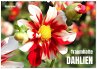 Traumhafte Dahlien (Wandkalender 2026... - Bild 1