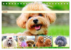 Pudel. Lustige Allrounder im Wollfell (Tischkalender 2026 DIN A5 quer), CALVENDO Monatskalender