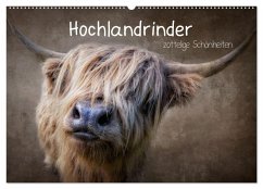 Hochlandrinder - Zottelige Schönheiten (Wandkalender 2026 DIN A2 quer), CALVENDO Monatskalender Hochlandrinder - Zottelige Schönheiten (Wandkalender 2026 DIN A2 quer), CALVENDO Monatskalender
