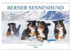 Berner Sennenhund - Ein Traum auf vier Pfoten (Wandkalender 2026 DIN A4 quer), CALVENDO Monatskalender
