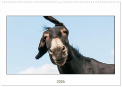 Cover Esel Lebensfreude - Spaß mit Langohren (Wandkalender 2026 DIN A2 quer), CALVENDO Monatskalender