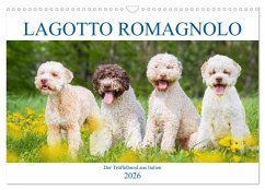 Cover Lagotto Romagnolo - Der Trüffelhund aus Italien (Wandkalender 2026 DIN A3 quer), CALVENDO Monatskalender
