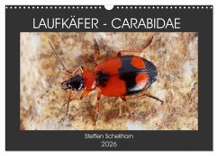 LAUFKÄFER - CARABIDAE (Wandkalender 2026 DIN A3 quer), CALVENDO Monatskalender LAUFKÄFER - CARABIDAE (Wandkalender 2026 DIN A3 quer), CALVENDO Monatskalender