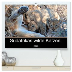Südafrikas wilde Katzen (hochwertiger Premium Wandkalender 2026 DIN A2 quer), Kunstdruck in Hochglanz Südafrikas wilde Katzen (hochwertiger Premium Wandkalender 2026 DIN A2 quer), Kunstdruck in Hochglanz