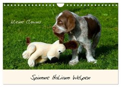 Spinone Italiano Welpen - Kleine Clowns (Wandkalender 2026 DIN A4 quer), CALVENDO Monatskalender Spinone Italiano Welpen - Kleine Clowns (Wandkalender 2026 DIN A4 quer), CALVENDO Monatskalender