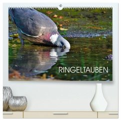 Ringeltauben (hochwertiger Premium Wandkalender 2026 DIN A2 quer), Kunstdruck in Hochglanz Ringeltauben (hochwertiger Premium Wandkalender 2026 DIN A2 quer), Kunstdruck in Hochglanz