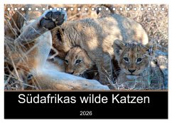 Südafrikas wilde Katzen (Tischkalender 2026 DIN A5 quer), CALVENDO Monatskalender Südafrikas wilde Katzen (Tischkalender 2026 DIN A5 quer), CALVENDO Monatskalender