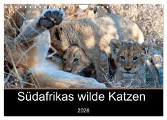 Südafrikas wilde Katzen (Wandkalender 2026 DIN A4 quer), CALVENDO Monatskalender Südafrikas wilde Katzen (Wandkalender 2026 DIN A4 quer), CALVENDO Monatskalender