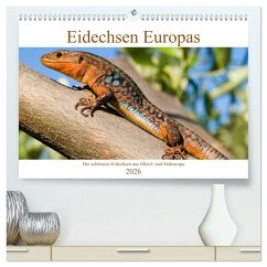 Eidechsen Europas (hochwertiger Premium Wandkalender 2026 DIN A2 quer), Kunstdruck in Hochglanz Eidechsen Europas (hochwertiger Premium Wandkalender 2026 DIN A2 quer), Kunstdruck in Hochglanz