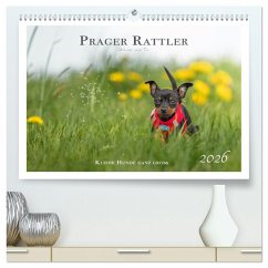 Cover Prager Rattler - Black and Tan - Kleine Hunde ganz groß (hochwertiger Premium Wandkalender 2026 DIN A2 quer), Kunstdruck in Hochglanz