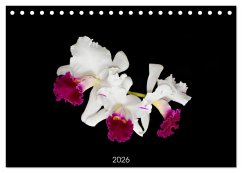 Cover Leuchtende Cattleyen (Tischkalender 2026 DIN A5 quer), CALVENDO Monatskalender