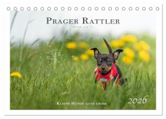 Prager Rattler - Black and Tan - Kleine Hunde ganz groß (Tischkalender 2026 DIN A5 quer), CALVENDO Monatskalender