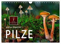 Cover Pilze - kleine Giganten (Wandkalender 2026 DIN A4 quer), CALVENDO Monatskalender
