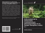 Enfermedad de la antracnosis (Colletotrichum gloeosporioides) en el mango (Mangifera indica L.) Enfermedad de la antracnosis (Colletotrichum gloeosporioides) en el mango (Mangifera indica L.)