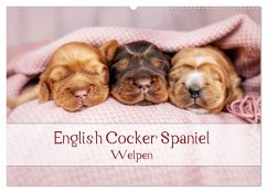English Cocker Spaniel Welpen (Wandkalender 2026 DIN A2 quer), CALVENDO Monatskalender