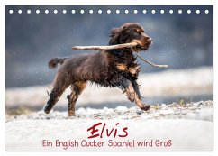 Elvis ein Engl. Cocker Spaniel wird Groß (Tischkalender 2026 DIN A5 quer), CALVENDO Monatskalender Elvis ein Engl. Cocker Spaniel wird Groß (Tischkalender 2026 DIN A5 quer), CALVENDO Monatskalender