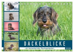 Dackelblicke - ein bezaubernder Rauhaardackel (Tischkalender 2026 DIN A5 quer), CALVENDO Monatskalender Dackelblicke - ein bezaubernder Rauhaardackel (Tischkalender 2026 DIN A5 quer), CALVENDO Monatskalender