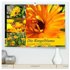 Die Ringelblume. Sonnengelbe, vielseitige Heilpflanze (hochwertiger Premium Wandkalender 2026 DIN A2 quer), Kunstdruck in Hochglanz