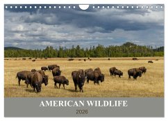 American Wildlife (Wandkalender 2026 DIN A4 quer), CALVENDO Monatskalender American Wildlife (Wandkalender 2026 DIN A4 quer), CALVENDO Monatskalender