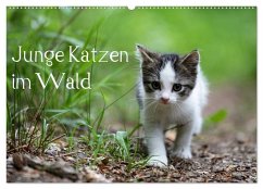 Cover Junge Katzen im Wald (Wandkalender 2026 DIN A2 quer), CALVENDO Monatskalender