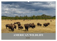 American Wildlife (Wandkalender 2026 DIN A2 quer), CALVENDO Monatskalender American Wildlife (Wandkalender 2026 DIN A2 quer), CALVENDO Monatskalender