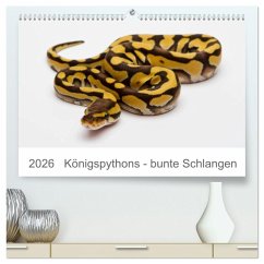Königspythons - bunte Schlangen (hochwertiger Premium Wandkalender 2026 DIN A2 quer), Kunstdruck in Hochglanz - Calvendo;Lang, Werner