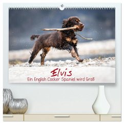 Elvis ein Engl. Cocker Spaniel wird Groß (hochwertiger Premium Wandkalender 2026 DIN A2 quer), Kunstdruck in Hochglanz