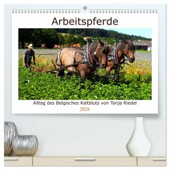 Arbeitspferde - Alltag des belgischen Kaltbluts (hochwertiger Premium Wandkalender 2026 DIN A2 quer), Kunstdruck in Hochglanz