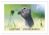 Lustige Zieselbabys (Wandkalender 2026... - Bild 1
