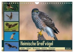 Heimische GREIFVÖGEL Adler Milan Bussard Weihe Sperber (Wandkalender 2026 DIN A4 quer), CALVENDO Monatskalender Heimische GREIFVÖGEL Adler Milan Bussard Weihe Sperber (Wandkalender 2026 DIN A4 quer), CALVENDO Monatskalender