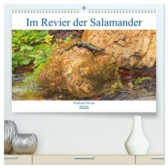 Im Revier der Salamander (hochwertiger Premium Wandkalender 2026 DIN A2 quer), Kunstdruck in Hochglanz