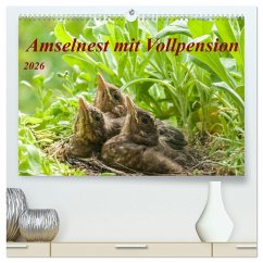 Amselnest mit Vollpension (hochwertiger Premium Wandkalender 2026 DIN A2 quer), Kunstdruck in Hochglanz Amselnest mit Vollpension (hochwertiger Premium Wandkalender 2026 DIN A2 quer), Kunstdruck in Hochglanz